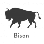 Bison